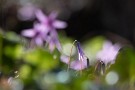 01 今日は前回の続きで春の日差しに輝くカタクリの花をお送りします。朝、気温の上昇とともにカタクリの花が開いてきます。Canon EOS 5D Mark IV　Canon EF300mmF4