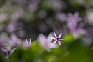 09 逆光で浮き上がる花や葉が幻想的な雰囲気を演出します。Canon EOS 5D Mark IV　Canon EF300mmF4