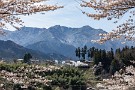 01 秩父の里でも桜が咲き揃って来ました。今日はそんな春景色をゆくSLをお楽しみ下さい。1日は未明からの氷雨が山では雪となり、朝起きたら奥秩父の山々が綺麗に雪景色していました。Canon EOS 5D Mark IV　Canon EF70〜200mmF4
