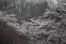 01 秩父でも桜がほぼ満開となりました。今日は先日の雨の日に撮影した春雨に煙る桜おお楽しみ下さい。Canon EOS 5D Mark IV　Canon EF300mmF4