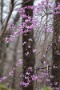 09 ミツバツツジも見頃です。今週は桜もたくさん撮影したので徐々にアップしていきます。Canon EOS 5D Mark IV　Canon EF300mmF4