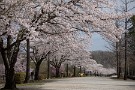 04 秩父ミューズパークの桜並木です。イチョウ並木は有名ですが、桜並木もなかなかです。Canon EOS 5D Mark IV　Canon EF70〜200mmF4