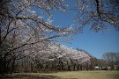 05 野外ステージ裏の広場。静かで桜も綺麗なお気に入りの場所です。Canon EOS 5D Mark IV　Canon EF24〜105mmF4