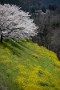 06 久那橋の桜と菜の花。ここの桜吹雪は忘れられません。Canon EOS 5D Mark IV　Canon EF70〜200mmF4