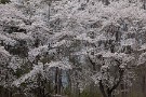 10 次回は夕日に輝く桜をお送りします。今年も桜を満喫できました(^_^)　Canon EOS 5D Mark IV　Canon EF70〜200mmF4