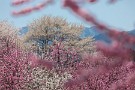 01 今日はこれまでに撮影した春の風景をお楽しみ下さい。Canon EOS 5D Mark IV　Canon EF70〜200mmF4