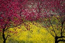 02 花桃や菜の花…これらも桜に負けず春を彩ります。Canon EOS 5D Mark IV　Canon EF70〜200mmF4