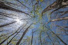 01 森では木々の芽吹が日に日にその色を変え、爆発するような生命力を感じられる季節となりました。今日はそんな芽吹であふれる春の雑木林をお楽しみ下さい。Canon EOS 5D Mark IV　SIGMA 12-24mm F4.5-5.6 II DG HSM