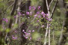 06 ミツバツツジの紫が萌黄の森に映えます。Canon EOS 5D Mark IV　Canon EF300mmF4