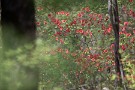 07 緑の森を朱で染めるヤマツツジも咲き揃って来ました。Canon EOS 5D Mark IV　Canon EF300mmF4