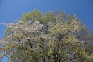 09 遅咲きの桜も終わり際です。これからは八重桜の季節ですね。Canon EOS 5D Mark IV　Canon EF24〜105mmF4