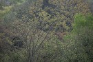 01 今日は春の雨に煙る新緑の雑木林をお楽しみ下さい。Canon EOS 5D Mark IV　Canon EF70〜200mmF4