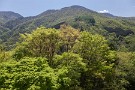 09 栃本から見上げる二百名山の和名倉山(2,036m)です。山頂まで新緑が駆け上がる頃には麓は濃い緑で覆われます。Canon EOS 5D Mark IV　Canon EF24〜105mmF4