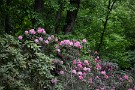01 今日は5月7日に撮影した秩父ミューズパークの石楠花をお楽しみ下さい。Canon EOS 5D Mark IV　Canon EF24〜105mmF4