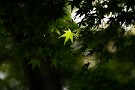 03 いつか撮りたいと思うのですが、この季節の森は木の葉に覆われ、なかなかその姿を追えません。Canon EOS 5D Mark IV　Canon EF300mmF4