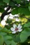 06 ホオノキの花です。Canon EOS 5D Mark IV　Canon EF70〜200mmF4