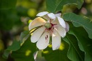 07 モクレン科の花で木蓮のような甘いいい香りがします。比較的数が少ない木ですが、ジョギング中に見つけ、後で撮りに戻りました。Canon EOS 5D Mark IV　Canon EF70〜200mmF4