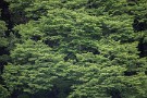 06 梅雨を迎え、木々の緑も一層深みを増して来ました。Canon EOS 5D Mark IV　Canon EF70〜200mmF4