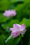 05 それでも雨の中、綺麗に咲いた蓮の花を見ると心癒されます。Canon EOS 5D Mark IV　Canon EF300mmF4