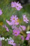 02 今年は花芽も多く、例年より綺麗に咲いているように思います。Canon EOS 5D Mark IV　Canon EF300mmF4