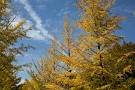 02 爽やかな秋晴れの空に色づいたイチョウが映えます。今年は冷え込みが遅かったので、散り始めた木からまだ緑の木まであり、やや斑です。Canon EOS 5D Mark IV　Canon EF24〜105mmF4
