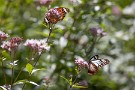 04 秩父ミューズパークの北端、札所23番・音楽寺上にはフジバカマが植栽され、アサギマダラをはじめ様々な蝶がやって来ています。Canon EOS 5D Mark IV　Canon EF300mmF4