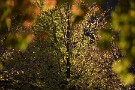 09 桂も大分色づき、木によってはほとんど葉を落としてしまったものもあります。Canon EOS 5D Mark IV　Canon EF300mmF4