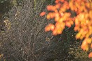 02 すでに葉を落とした桂の木。着々と冬支度が進んでいるようです。Canon EOS 5D Mark IV　Canon EF300mmF4