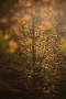 03 こちらは秋の終わりを告げるかのような黄金色の桂の木です。Canon EOS 5D Mark IV　Canon EF300mmF4