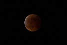 01 今日は澄んだ秋空に皆既月蝕が観測されました。いつもの月蝕と違うのは442年ぶりという皆既月蝕中の惑星蝕が見られたことです。Canon EOS 5D Mark IV　Canon EF300mmF4×2テレコンバータ
