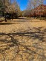 01 秩父ミューズパークの銀杏並木も大分葉を落としました。それとともに人も少なくなり、普段の静かなミューズパークに戻りつつあります。小春日にのんびり散歩するにはうってつけの季節です。iPhone SE
