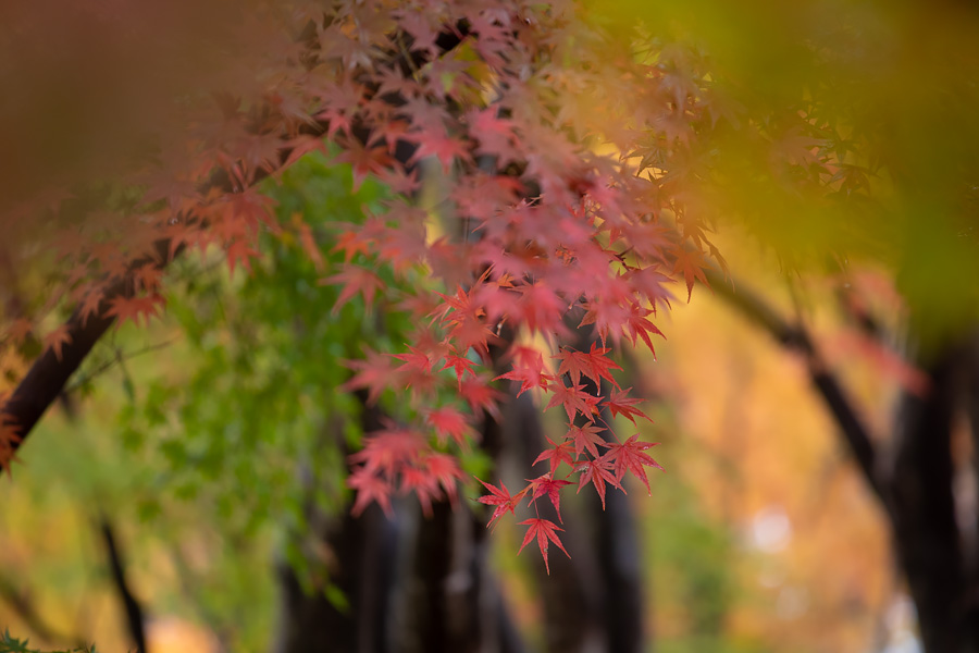 11.20 紅葉 雨余香