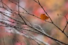 01 いよいよ秋も暮れようとしています。今日はそんなちょっと寂しい秋の風情をお楽しみください。Canon EOS 5D Mark IV　Canon EF300mmF4