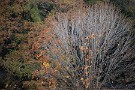 07 ここまで秩父ミューズパークの暮秋の風景です。Canon EOS 5D Mark IV　Canon EF70〜200mmF4