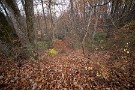 01 今日は11月下旬に撮影し、掲載しそびれていた暮れゆく秋の森の風情をお送りします。Canon EOS 5D Mark IV　SIGMA 12-24mm F4.5-5.6 II DG HSM