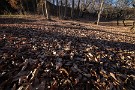 02 この季節、枯れ葉の上を歩くとサクサクと心地よい音が雑木林に響きます。Canon EOS 5D Mark IV　SIGMA 12-24mm F4.5-5.6 II DG HSM