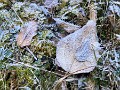02 ここは深い谷間にあり、冬はほとんど日が当たりません。こんな鄙びた雰囲気が大好きで、毎年初詣に来ています。山道の枯れ葉は霜に覆われていました。iPhone SE