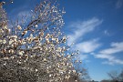 06 梅園では早咲きの梅が咲き始めています。Canon EOS 5D Mark IV　Canon EF24〜105mmF4