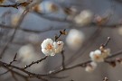 07 梅の花を見ると遠からぬ春の訪れを実感します。Canon EOS 5D Mark IV　Canon EF300mmF4