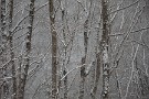09 雑木林も雪化粧。静かな春待つ雪の日です。Canon EOS 5D Mark IV　Canon EF70〜200mmF4