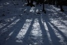 00 先日の雪の後に雑木林で撮影した雪の表情です。Canon EOS 5D Mark IV　Canon EF24〜105mmF4