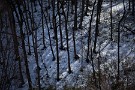 01 木々と雪の織りなすコントラストの世界です。Canon EOS 5D Mark IV　Canon EF24〜105mmF4