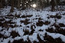 07 森の日差しはまだまだ弱く、寒さが勝ります。Canon EOS 5D Mark IV　Canon EF24〜105mmF4