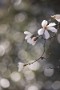 03 そこかしこがキラキラと光る美しい春です。Canon EOS 5D Mark IV　Canon EF300mmF4