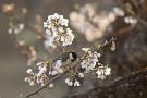 05 早咲きの山桜には四十雀が忙しなくやってきます。Canon EOS 5D Mark IV　Canon EF300mmF4