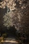 08 そしてゆっくりゆっくり日が暮れていきました。（撮影3月19日）Canon EOS 5D Mark IV　Canon EF300mmF4　※今日の夕刻、カタクリと清雲寺の枝垂桜の様子をちょっと見てきました。カタクリは３分咲き程、清雲寺の枝垂桜は８分咲きと早くも見頃です。こんなに早く見頃になるとは思っていませんでしたが、この暖かさが続くと週末には散り始めてきそうです。今年は季節の進み方が例年より10日程早いようです。