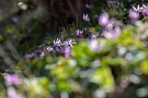 01 今年は早くもカタクリの花が見頃となっています。今日は昨日久那の自生地で撮影したカタクリの花をお楽しみください。Canon EOS 5D Mark IV　Canon EF300mmF4