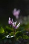 05 午後になると花が反り返ってしまいますが、午前中のこれくらい開いたくらいが一番綺麗だと思います。Canon EOS 5D Mark IV　Canon EF300mmF4