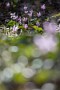 09 今月中くらいは十分楽しめそうです。次回はこちらも早くも満開となった清雲寺の枝垂桜をお送りします。Canon EOS 5D Mark IV　Canon EF300mmF4