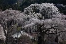 01 今日は3月22日に撮影した清雲寺の枝垂桜をお楽しみください。Canon EOS 5D Mark IV　Canon EF70〜200mmF4
